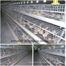 Equipamento Avícola Automático com Casa Pré-fabricada